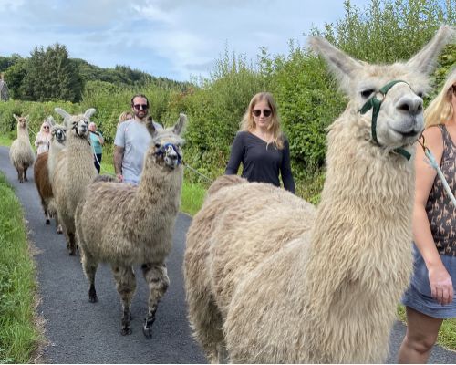 Leading llamas along a country lane