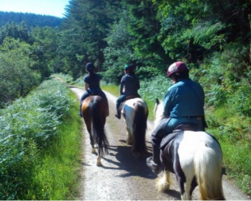 Horse riding through a wooded valley near Lampeter, Wales