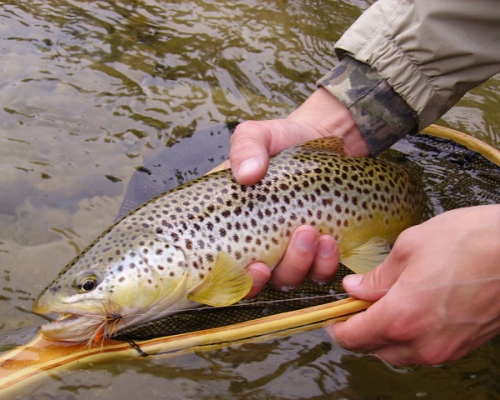 Brown trout caught on the River Teifi